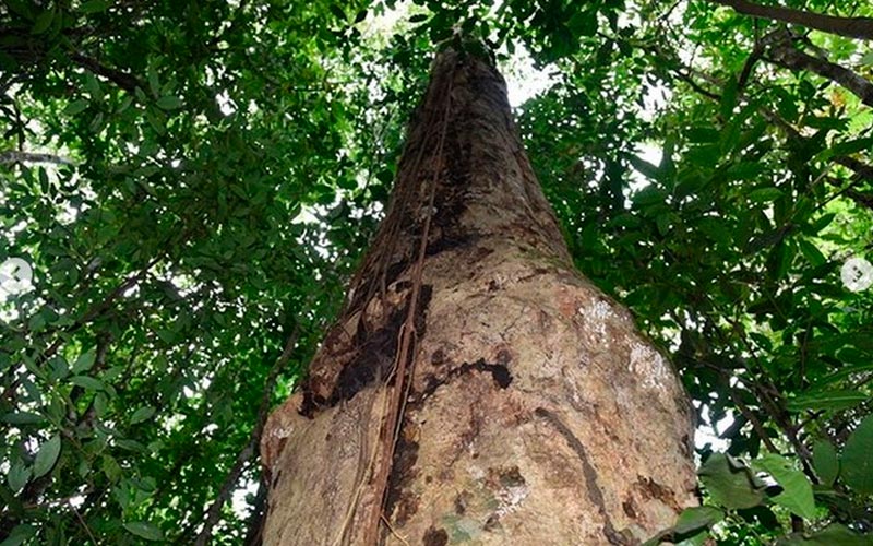 Descoberta de nova espécia de ávore aconteceu em área de Mata Atlântica no interior de Alagoas