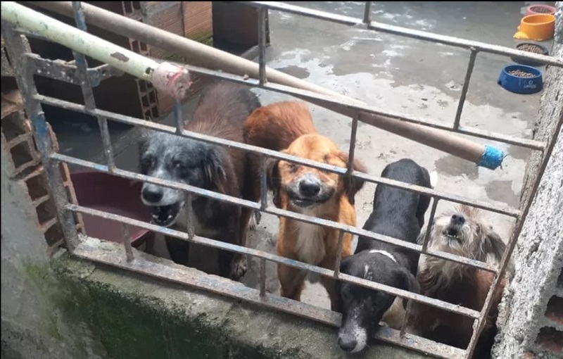 Animais eram criados em uma casa por protetora em Maceió, Alagoas