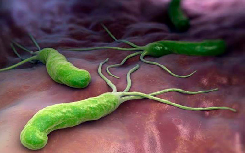 Bactéria H.Pylori