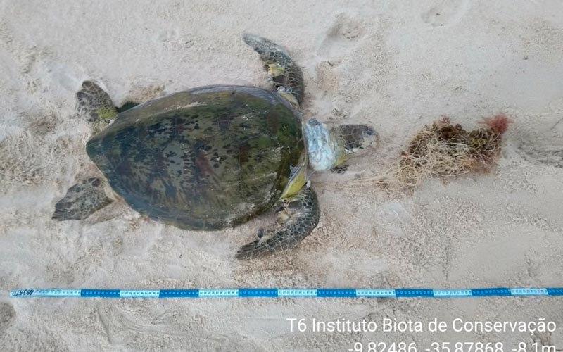 Animal estava preso em uma rede de pesca na praia do Francês, em Marechal Deodoro, AL 