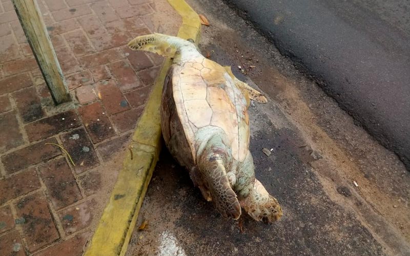Animal foi encontrado no calçadão