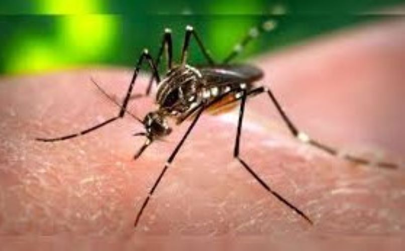 Brasil registrou aumento de casos de dengue